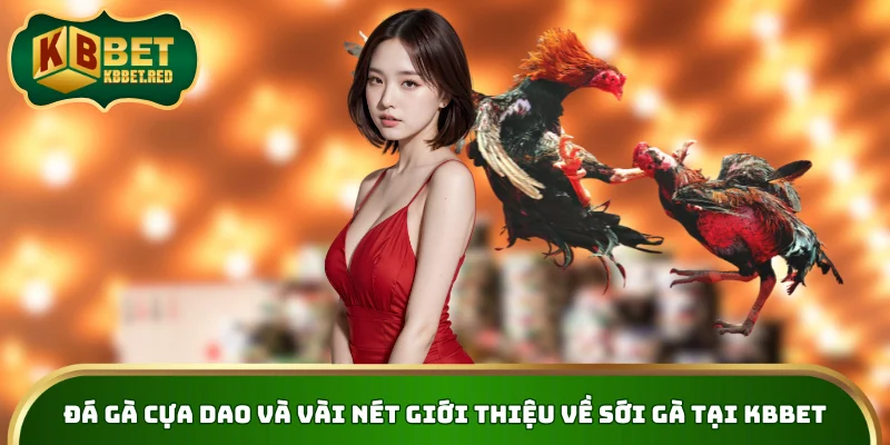 Đá gà cựa dao và vài nét giới thiệu về sới gà tại KBBET