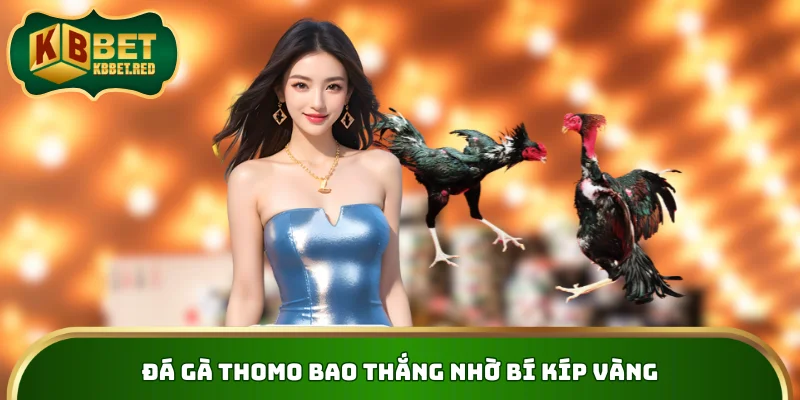 Đá gà Thomo bao thắng nhờ bí kíp vàng