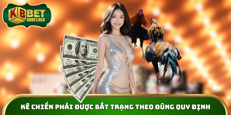 Kê chiến phải được bắt trạng theo đúng quy định